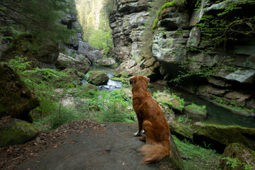 Fototapeta na wymiar red dog on a stone by the river in the canyon. Nova Scotia Duck Tolling Retriever in nature. pet in nature