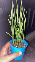 grass on pot's