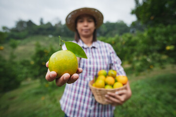 Asian woman gardener holding a basket of oranges showing and giving oranges in the oranges field garden in the morning time.