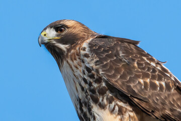 Red Tail Hawk Portrait