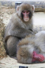 Young Japanese macaque stops to groom an older one lying on the ground, and thinking something.