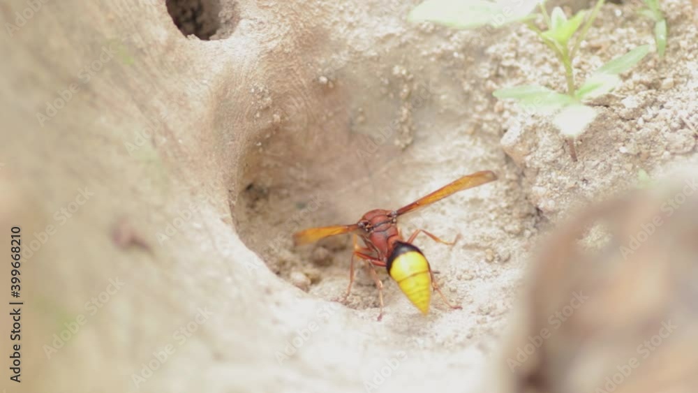 Poster mud dauber wasp collecting mud balls for build nest, close up macro of the beautiful small bug with 