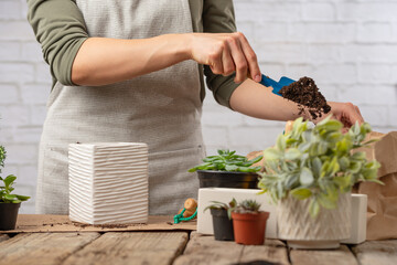 Macro shot view of woman in home apron pouring some earth into pot with indoor flower on rustic wooden table on white background. Concept of plants care and home garden.