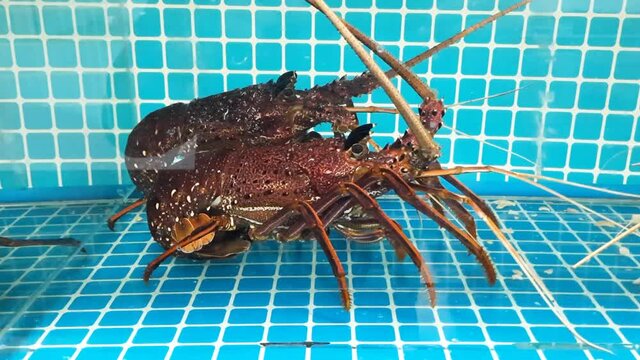 Huge dark brown color lobster in a tank, supermarket seafood section, kept alive for freshness. long antennas and legs
