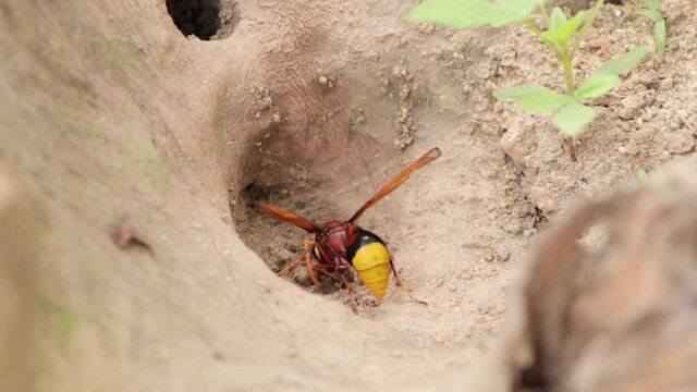 Mud Dauber Wasp gathering mud for building nest, close up macro from behind the yellow and brown bug slow-motion clip, collect dirt and rolls like a ball, and carrying back to the nest.