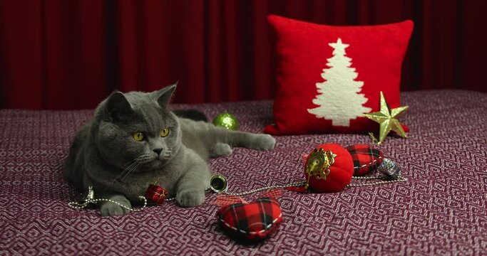 Gray Fluffy British Shorthair Cat Lying On Damson Bedcover In New Year Concept