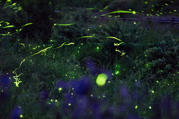 ホタルの光　辰野町のホタル　緑色の光