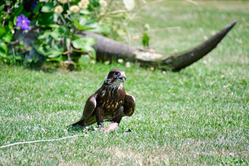 A picture of peregrine perching on the ground.      BC Canada
