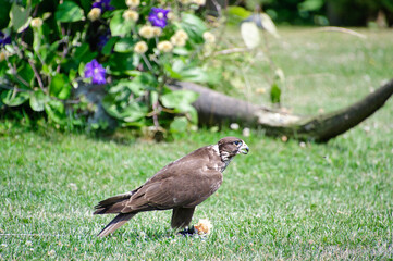 A picture of peregrine perching on the ground.      BC Canada
