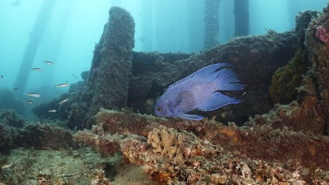 Southern Blue Devil Fish Paraplesiops meleagris endemic Southern Australia 4k slow motion