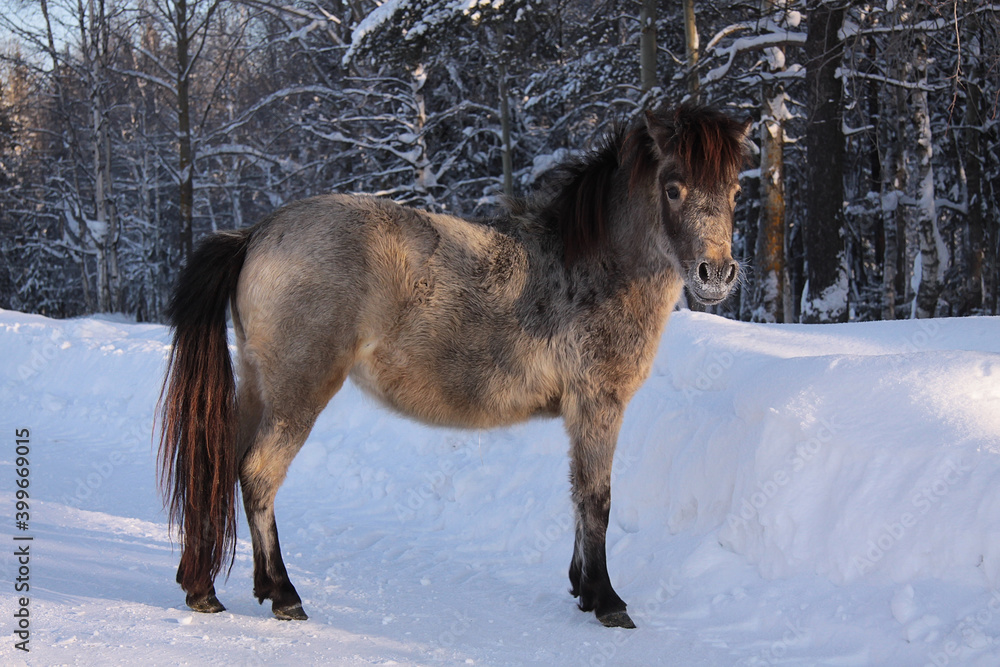 Sticker pony in winter