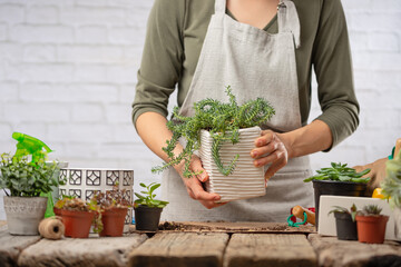 Woman in home apron holds pot with indoor flower on rustic wooden table on white background....