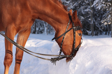 horse in winter