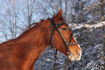 Obraz premium portrait of a russian trotter horse