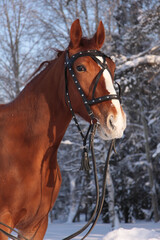 Fototapeta premium russian trotter horse in winter