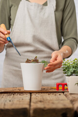 Close-up view of woman gardener in home apron pouring some earth into pot on wooden table on white background. Concept of plants care and home garden. Botanic magazine.