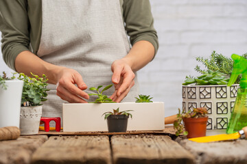 Woman gardener in home apron transplant indoor flowers into pot on wooden table on white background. Concept of plants care and home garden. Botanic magazine.