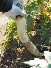大根の収穫