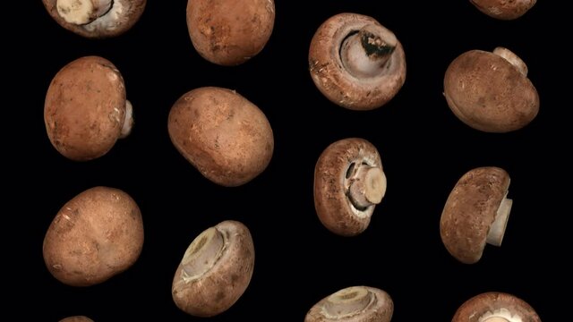 Realistic render of falling chestnut mushrooms on transparent background (with alpha channel). The video is seamlessly looping, and the 3D objects are scanned from real mushrooms.
