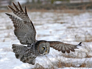 Great Gray Owl in flight low over frozen ground, hunting in winter.