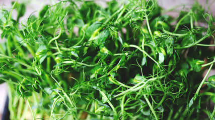 Selective focus. Soft focus. Fresh juicy microgreens grow in a tray.