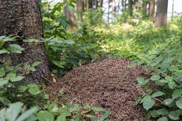 Forest Ants In The Large Anthill In The Middle Of The Forest