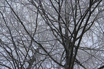 Branches Of Trees In Cold Winter Covered With Snow