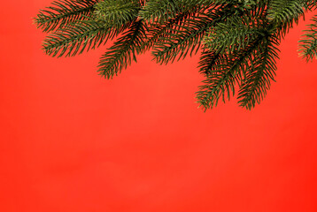 Branch of a Christmas tree on a red background. Christmas, New Year greeting card, blank background, space text