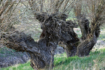 Pollard Willow