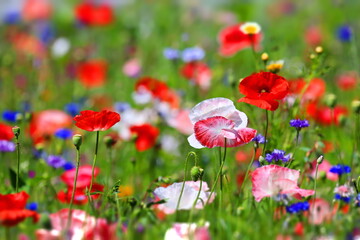 
Flower meadow