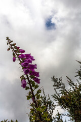 Purple Foxgloves flower in Wellington