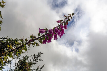 Purple Foxgloves flower in Wellington