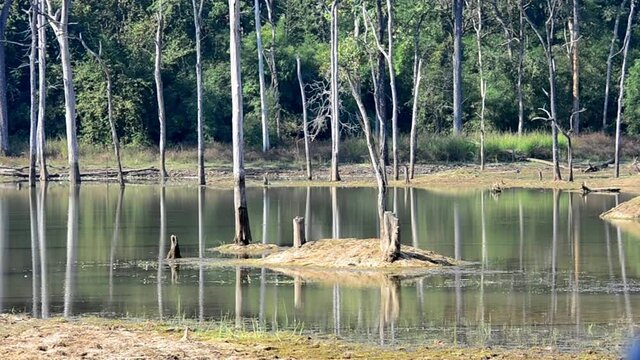 Dry trees near lake background capture in Chandrapur forest, India