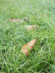 Dead leaves on the grass