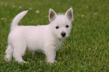 Fototapeta na wymiar Cute white Terrier puppy in green grass, looking at you.