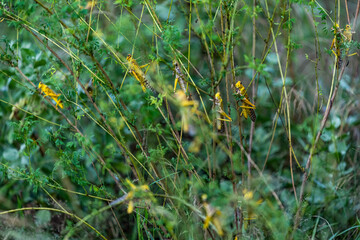 Desert Locusts eating lush new vegetation after drought breaking rains. It's a swarming short-horned grasshopper in the family Acrididae. Plagues destroy agricultural production in Africa, India, Asia