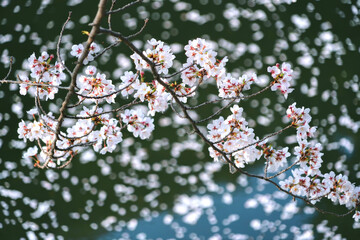 Fototapeta premium 桜 