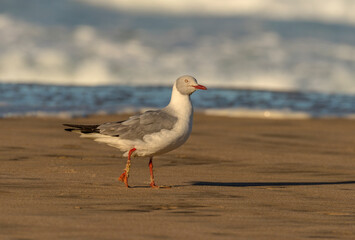 Gray Hooded Gull, aka Gray Headed Gull or Grey Headed Gull taken in South Africa.