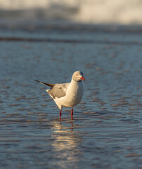 Gray Hooded Gull, aka Gray Headed Gull or Grey Headed Gull taken in South Africa.