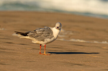 Gray Hooded Gull, aka Gray Headed Gull or Grey Headed Gull taken in South Africa.