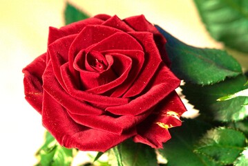 Czerwona róża 