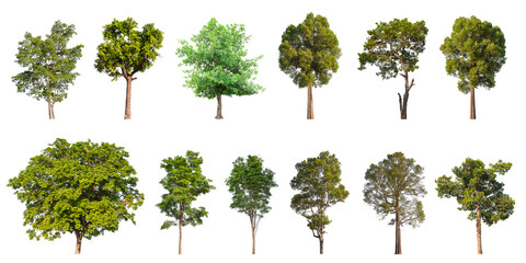 Isolated trees collection on white background