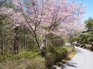 Fototapeta na wymiar 浅間山と桜の景色【桜と浅間山を撮影】空撮