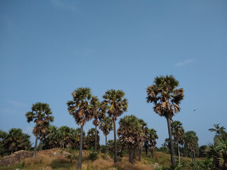 palm trees and sky
