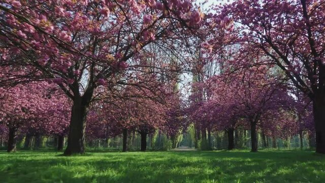 Beautiful cherry blossom park, blooming pink flowers in spring