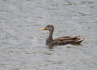 Duck on lake