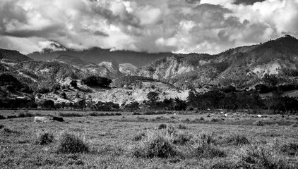 dramatic black and white mage of pasture high in caribbean mountains of the dominican republic. with cattle grazing in background.