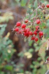 Mature red accessory achene fruit of California Rose, Rosa Californica, Rosaceae, native androgyne...
