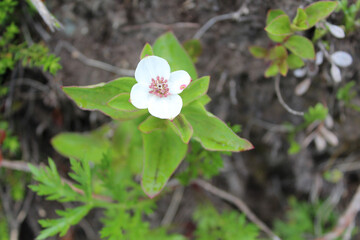 Single bunchberry blossom at Chugach State Park in Anchorage, Alaska