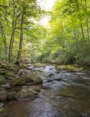Tall green trees a long side a flowing rocky creek in the Smoky Mountains.